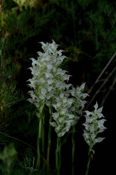 Anacamptis coriophora